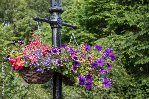 colorful flowers in pots