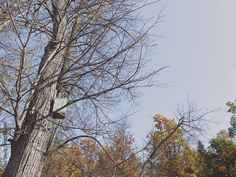 Fototapeta premium Birdhouse on the tree, fall time