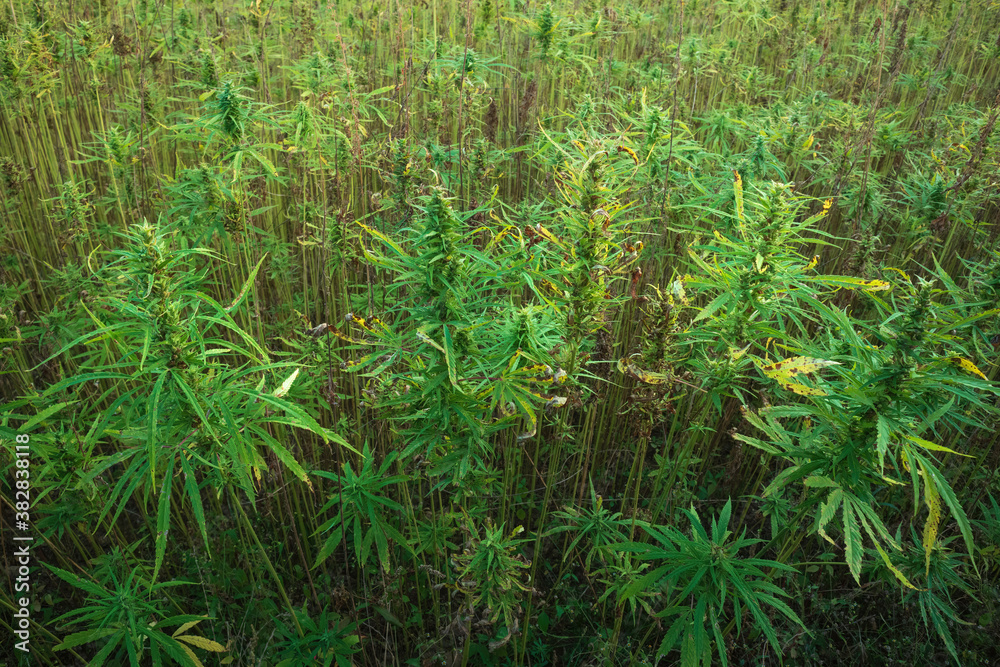 Cannabis plants on field. Industrial Hemp farm. Medical marijuana. Cannabis plants on field. Industrial Hemp farm. Medical marijuana.