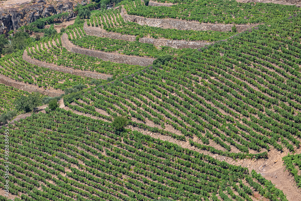 Aerial view of a farm, agricultural fields with vineyards, typically Mediterranean