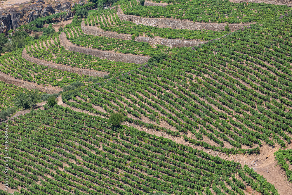 Aerial view of a farm, agricultural fields with vineyards, typically Mediterranean Aerial view of a farm, agricultural fields with vineyards, typically Mediterranean