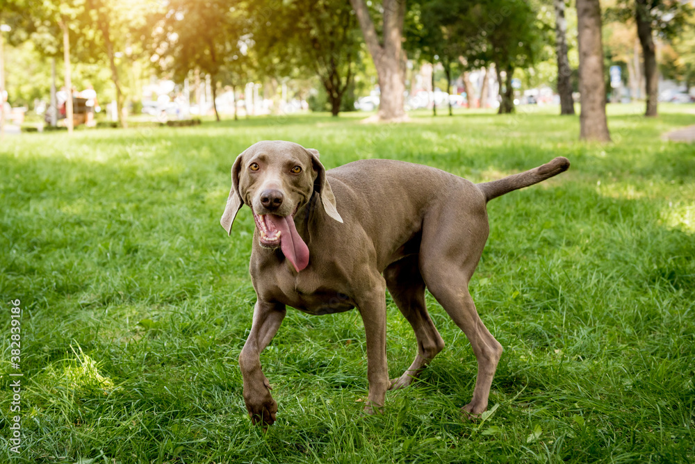 Portrait of cute weimaraner dog breed at the park. Portrait of cute weimaraner dog breed at the park.