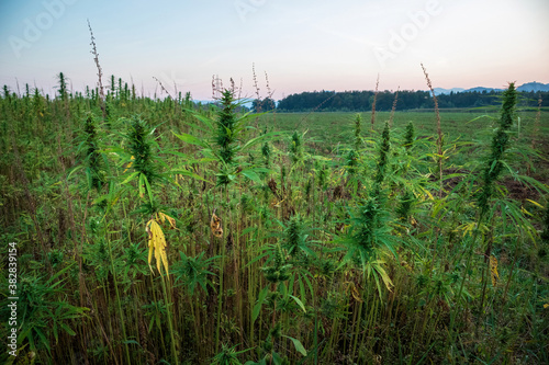 Cannabis plants on field. Industrial Hemp farm. Medical marijuana.