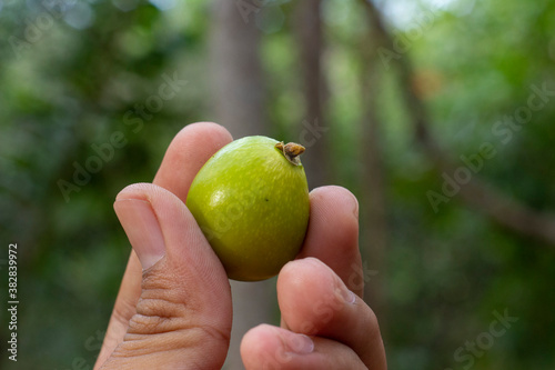 Seed or fruit held with fingers