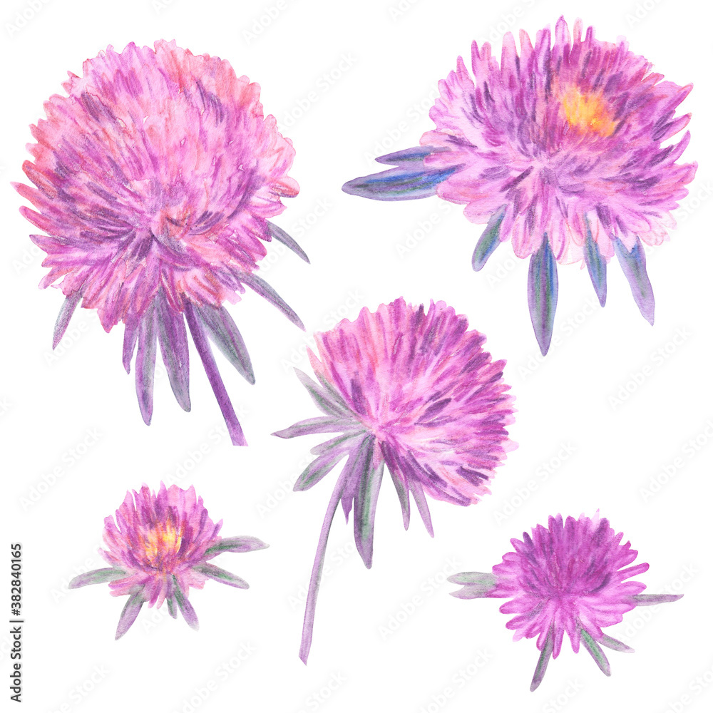 Floral set of asters on a white isolated background. Watercolor hand-drawn botanical illustration. 