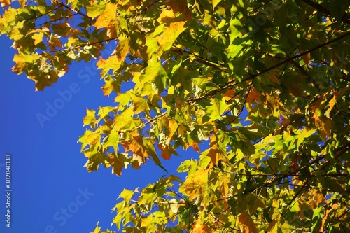 Autumn leaves against a blue sky.