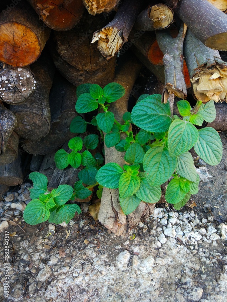 plants among the piles of wood plants among the piles of wood