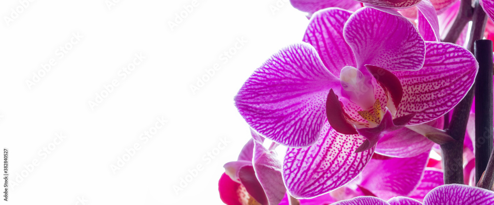 Fototapeta premium pink orchid isolated on white background