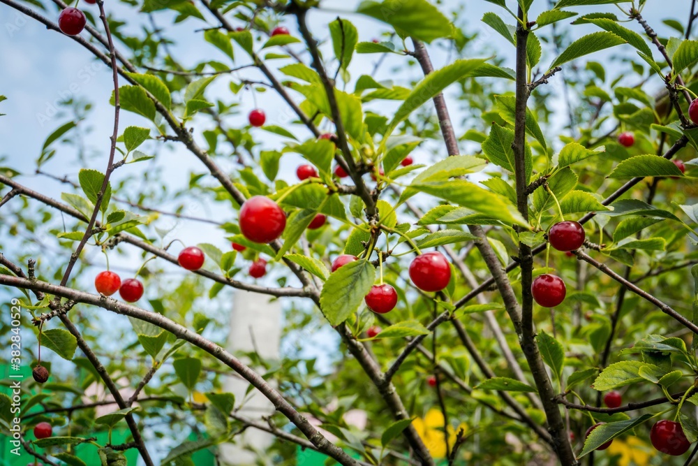 Cherry berries on branches Cherry berries on branches