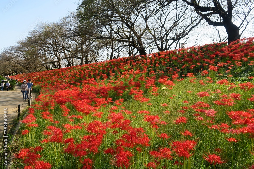 埼玉県幸手市の権現堂堤に咲く彼岸花。2020年10月2日。
