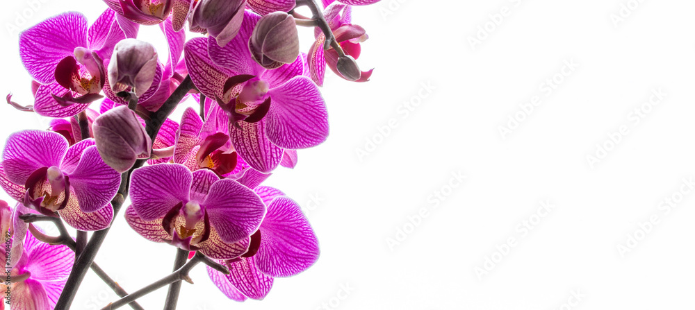 Obraz premium pink orchid isolated on white background