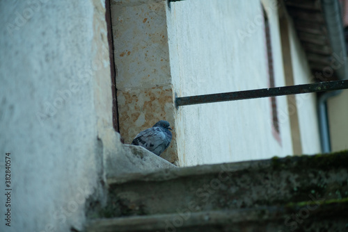 Close-up on a pigeon at the foot of a front door 