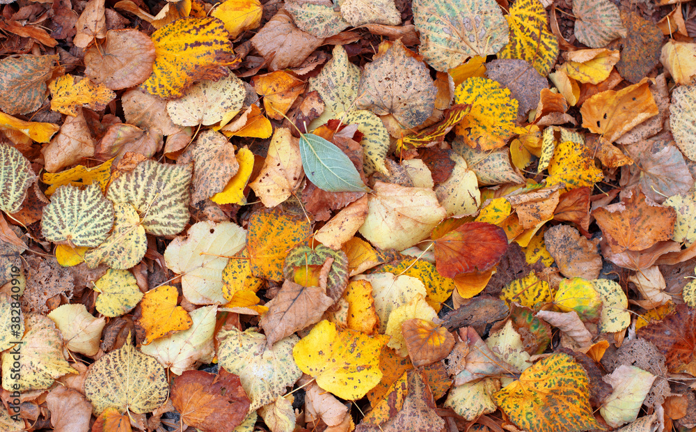 Red on yellow fallen leaves. autumn background Red on yellow fallen leaves. autumn background