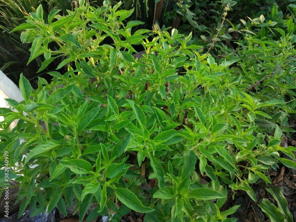 Fototapeta premium Basil plant photo