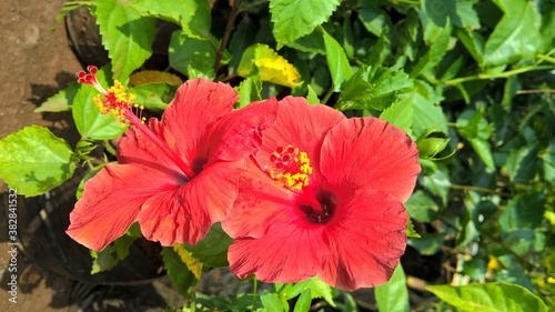 scenic view of hibiscus flowers for multipurpose use