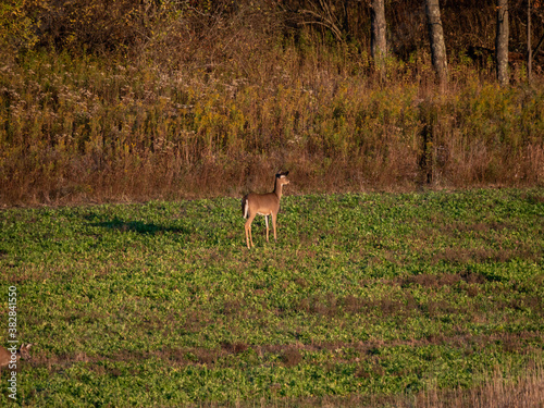 Fototapeta Naklejka Na Ścianę i Meble -  White Tail Deer