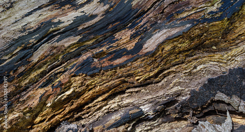 close-up of texture of tree bark
