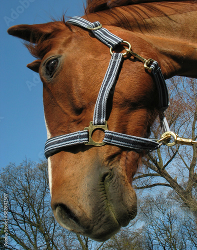 The horse's head itself in profile. Winter time branches on sky background. The head of a brown breeding horse. photo