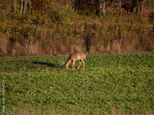 Whitetail Deer