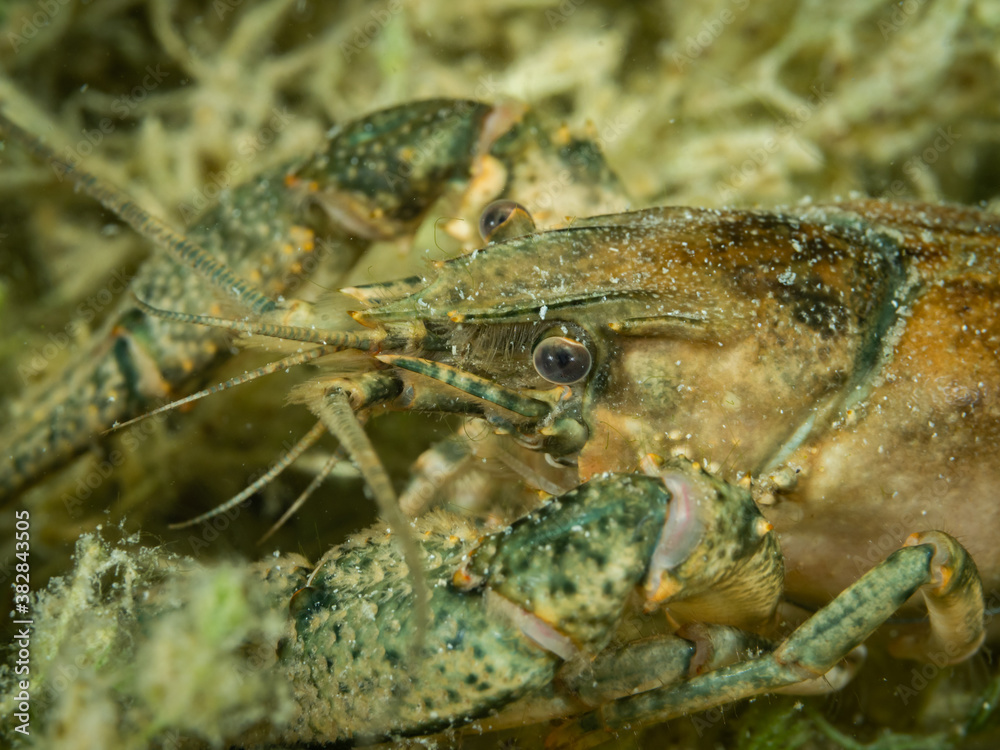 Crayfish, underwater photo. Invasive species in Hancza Lake. Macro shot, selective focus. Crayfish, underwater photo. Invasive species in Hancza Lake. Macro shot, selective focus.