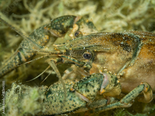 Crayfish, underwater photo. Invasive species in Hancza Lake. Macro shot, selective focus.