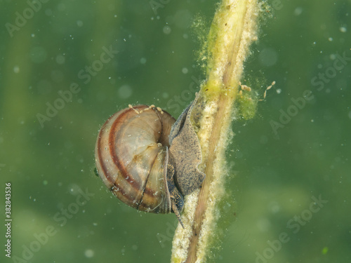 Macro shot of freshwater snail. Underwater photo,  Hancza lake, Poland. Selective focus photo