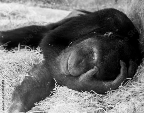 Bienvenue au Zoo Parc de Beauval photo