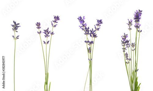 Fototapeta Naklejka Na Ścianę i Meble -  Set of lavender flowers on white background