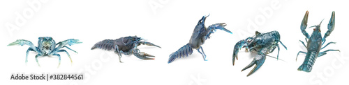 Set of blue crayfishes isolated on white. Banner design
