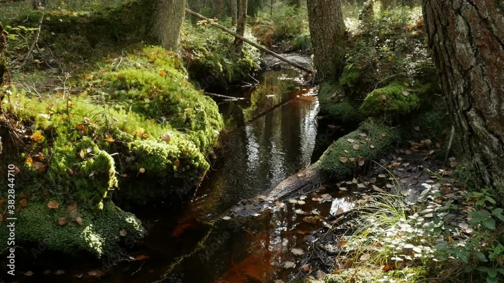 autumn forest landscape, stream in a dense forest, the serene silence in the forest is broken by the murmur of the stream autumn forest landscape, stream in a dense forest, the serene silence in the forest is broken by the murmur of the stream
