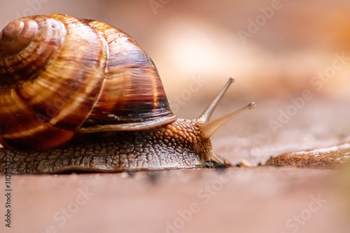 Big striped grapevine snail with a big shell in close-up and macro view shows interesting details of feelers, eyes, helix shell, skin and foot structure of large garden snail and delicious escargot