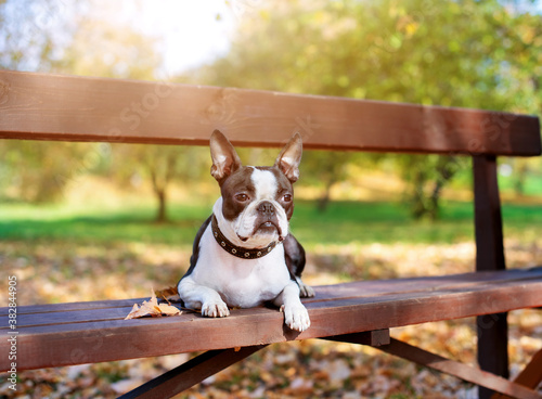 A Boston Terrier dog lies on a wooden bench in a Park in beautiful nature on a Sunny, clear autumn day. Golden autumn walk.
