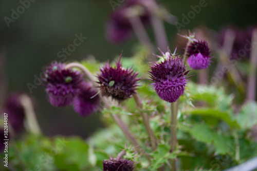 Mountain flower    purple