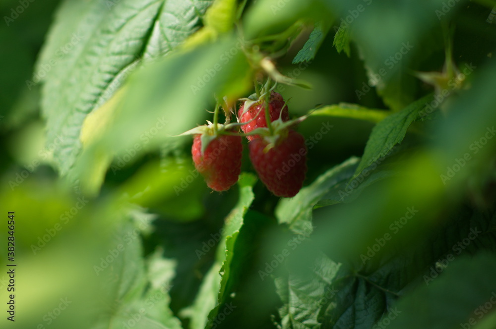close up of strawberry close up of strawberry
