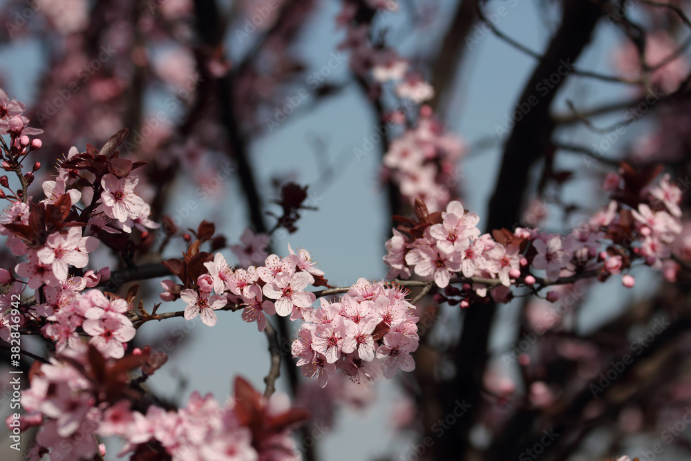 Fruit tree blossoms. Spring beginning background. Bokeh. Fruit tree blossoms. Spring beginning background. Bokeh.