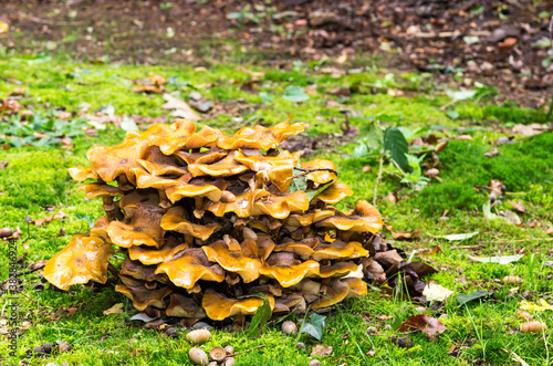 bunch of fairy bench mushroom in mossy grass