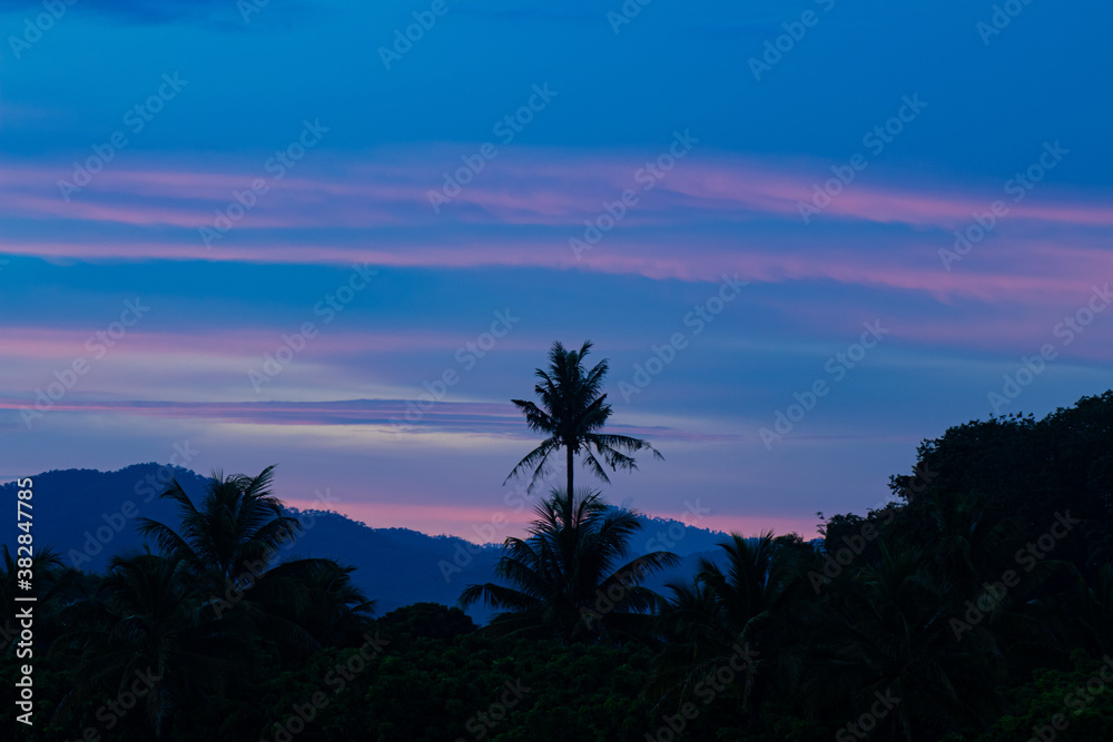 coconut tree, Cocos nucifera in the evening at sunset.