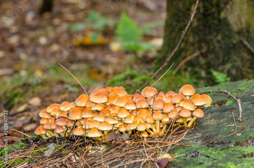 Bunch Hypholoma fasciculare, oat forest, clustered forest lover, forest mushroom on woodlog photo