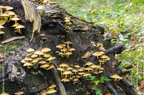 Bunch Hypholoma fasciculare, oat forest, clustered forest lover, forest mushroom between moss photo