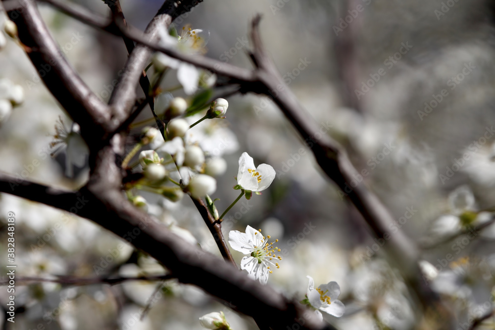 Fruit tree blossoms. Spring beginning background. Bokeh. Fruit tree blossoms. Spring beginning background. Bokeh.