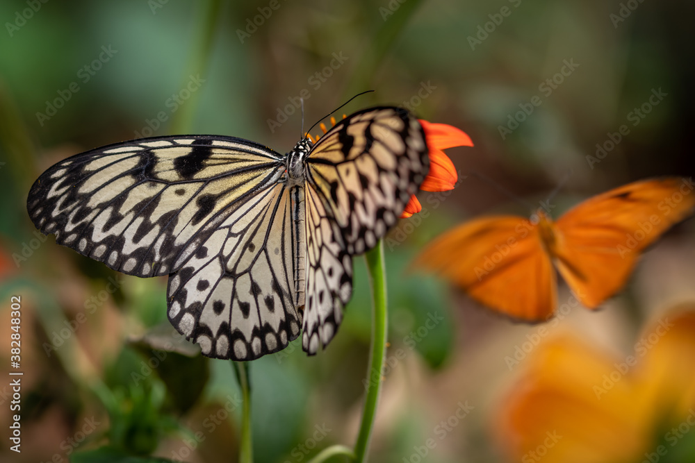 insect macro butterfly closeup wing nature flower green background wildlife insect macro butterfly closeup wing nature flower green background wildlife
