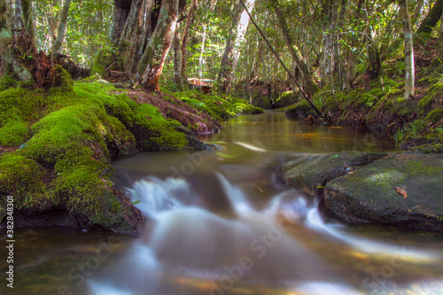 stream in green forest 