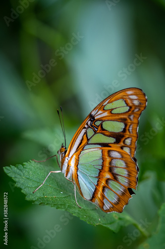 insect macro butterfly closeup wing nature flower green background wildlife