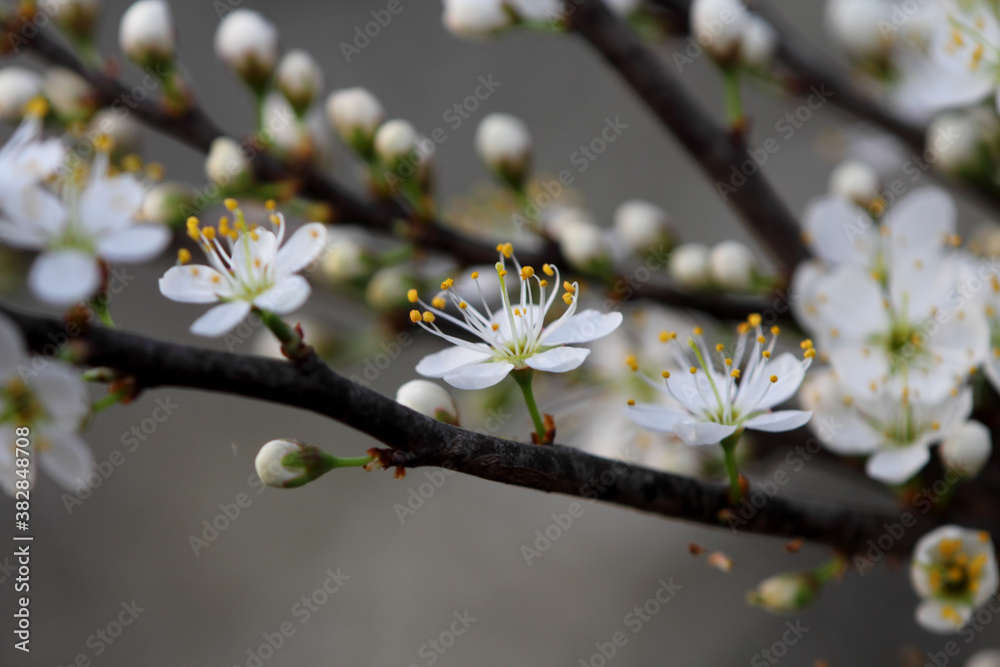 Fruit tree blossoms. Spring beginning background. Bokeh. Fruit tree blossoms. Spring beginning background. Bokeh.