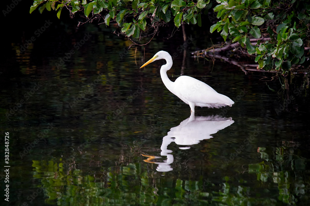 Naklejka premium Great white heron on profile