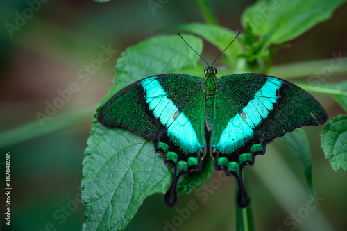insect macro butterfly closeup wing nature flower green background wildlife