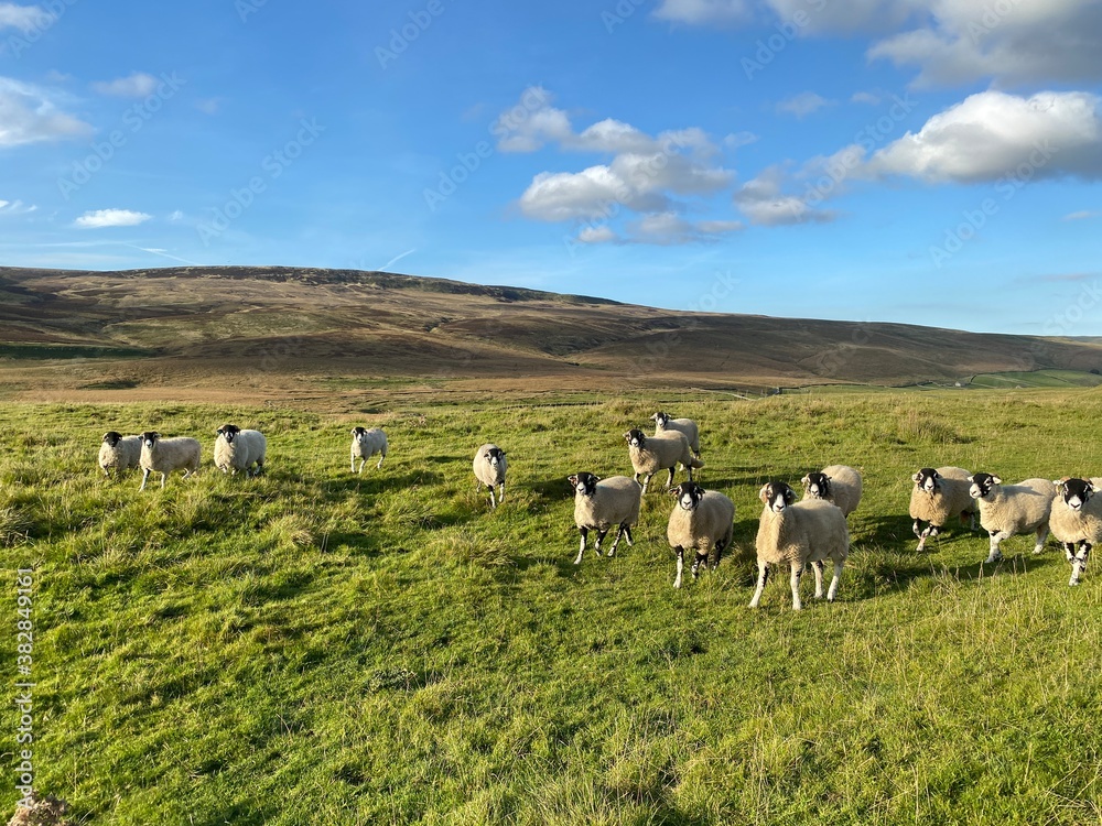 A flock of sheep, high on the hills, near Pen-y-gent, late evening near, Halton Gill, Skipton, UK
