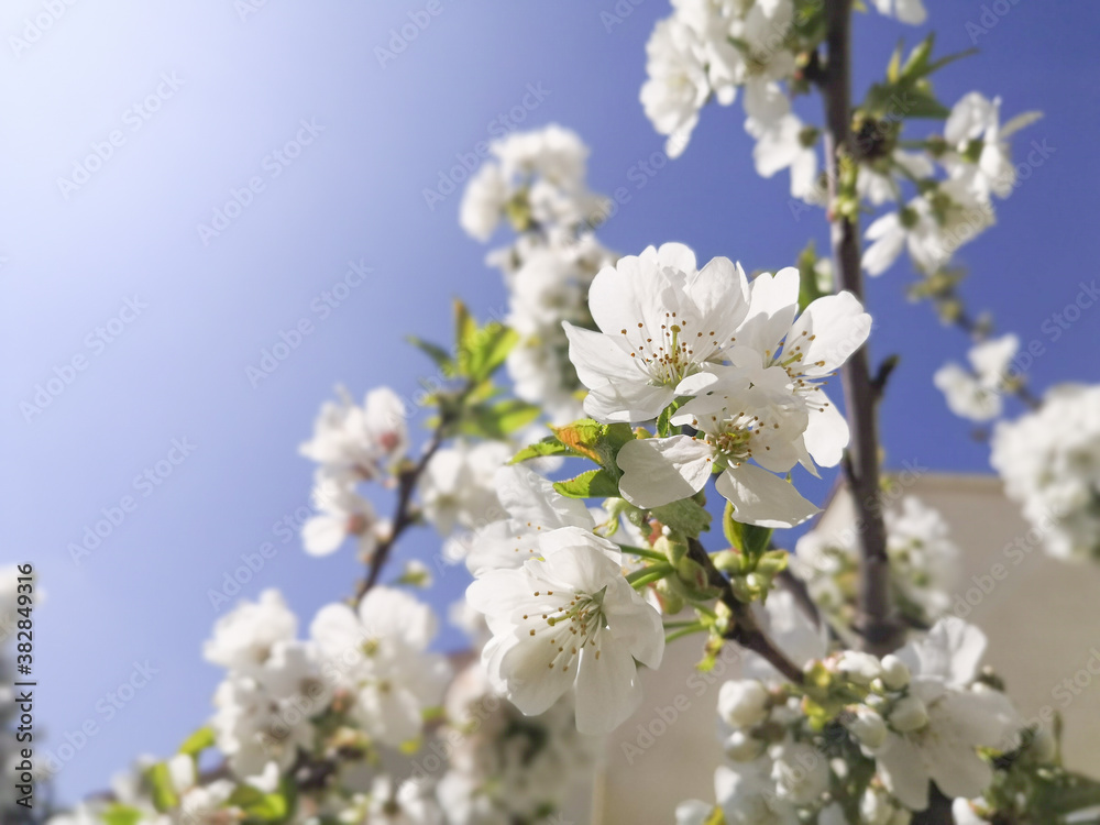 Close-up of a stalk of cherry blossoms in spring	