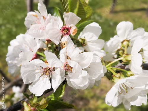 Close-up of a stalk of cherry blossoms in spring 