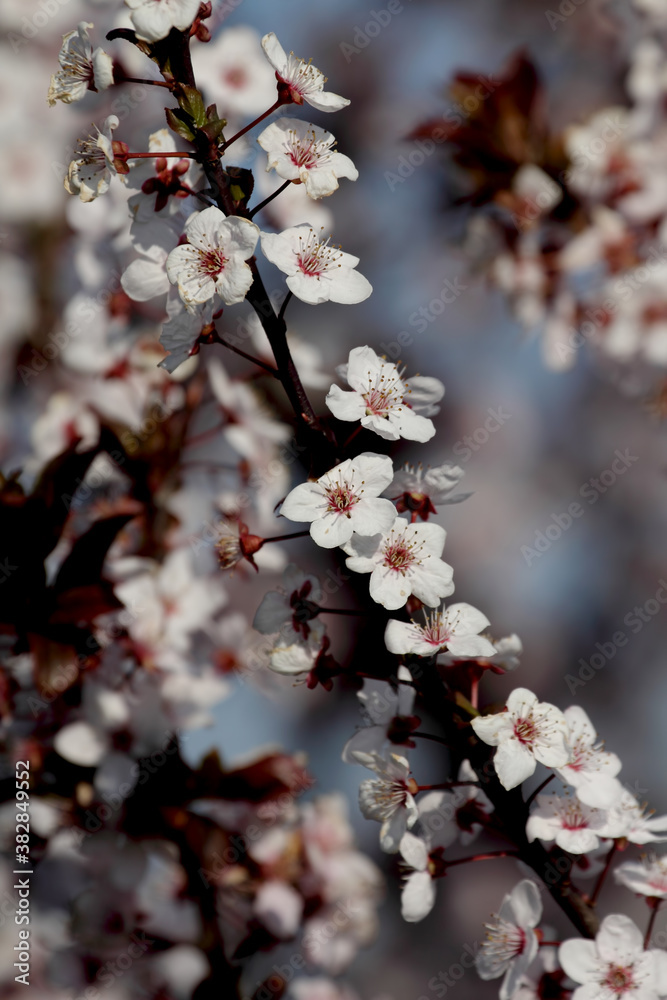 Fruit tree blossoms. Spring beginning background. Bokeh. Fruit tree blossoms. Spring beginning background. Bokeh.